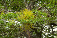 Misodendrum punctulatum