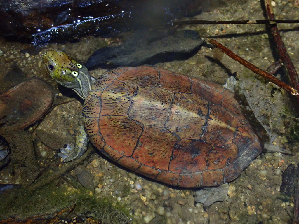 Beal's Four-eyed turtle in February 2021 by Tse Chung Yi · iNaturalist