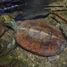 Beal's Four-eyed Turtle - Photo (c) Tse Chung Yi, some rights reserved (CC BY-NC)