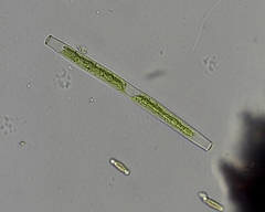 Gonatozygon brebissonii