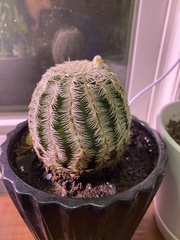 Echinocereus reichenbachii