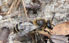 Colletes validus