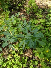 Lomatium californicum