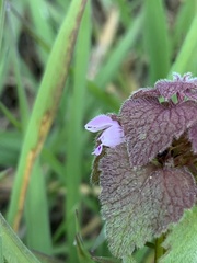 Lamium purpureum