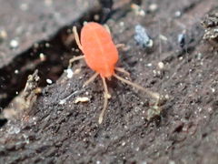 Smarididae