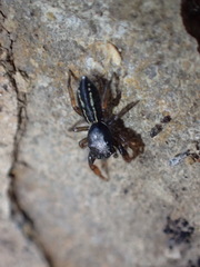 Metacyrba taeniola similis