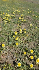 Layia chrysanthemoides