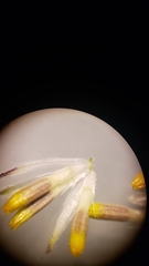 Layia chrysanthemoides