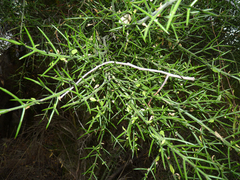 Colletia hystrix
