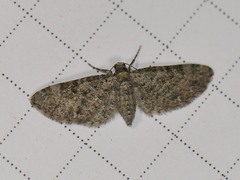 Eupithecia jejunata