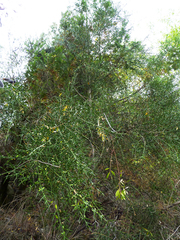 Colletia hystrix