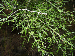 Colletia hystrix