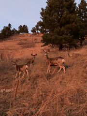 Odocoileus hemionus