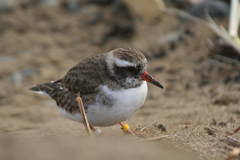 Shore Dotterel photo 3