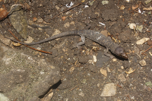 Lepidophyma micropholis