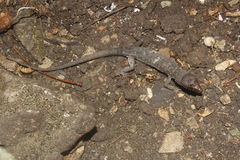 Lepidophyma micropholis