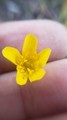 Ranunculus occidentalis occidentalis