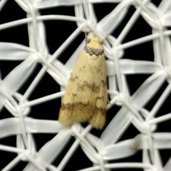 Heteroteucha anthodora