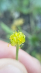 Ranunculus occidentalis occidentalis
