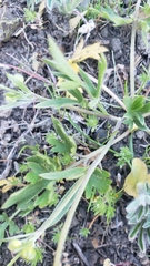 Ranunculus occidentalis occidentalis
