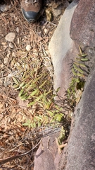 Pellaea atropurpurea