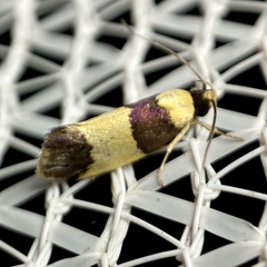 Telecrates laetiorella