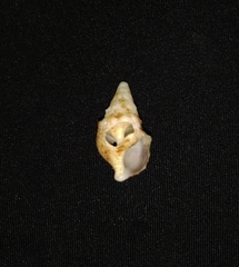 Rhinoclavis gemmata