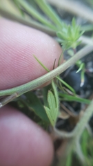 Ranunculus occidentalis occidentalis