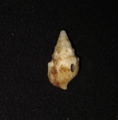 Rhinoclavis gemmata