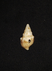 Rhinoclavis gemmata