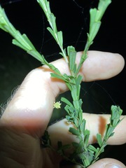 Pultenaea retusa