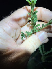 Pultenaea retusa