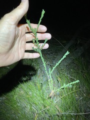 Pultenaea retusa
