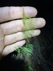 Gompholobium pinnatum