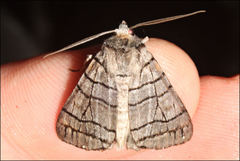 Liometopa rectilinea