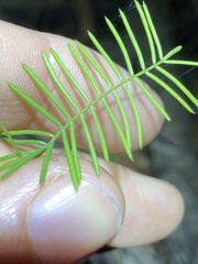 Gompholobium pinnatum