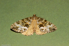 Pseudocoremia lactiflua