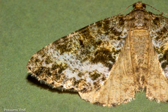 Pseudocoremia lactiflua