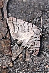 Liometopa rectilinea