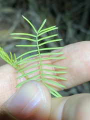 Gompholobium pinnatum