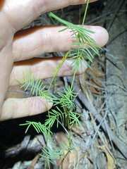 Gompholobium pinnatum