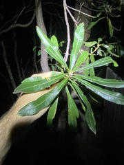 Banksia integrifolia compar
