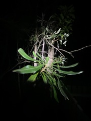 Banksia integrifolia compar