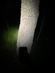 Banksia integrifolia compar