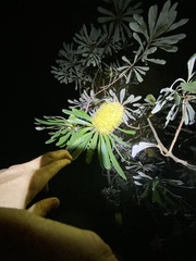 Banksia integrifolia compar