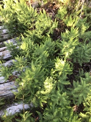 Sticherus cryptocarpus