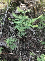 Sticherus cryptocarpus
