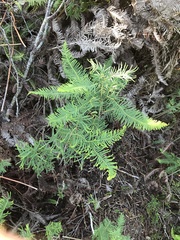 Sticherus cryptocarpus