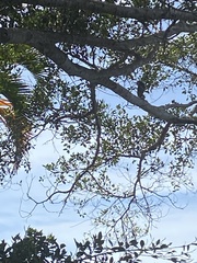 Butorides virescens image