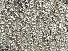 Pertusaria subpertusa